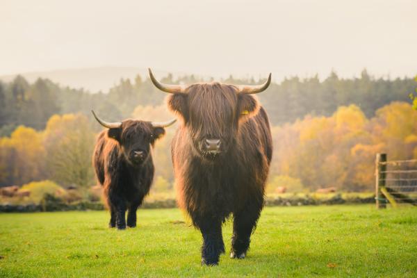 Highland Cow 122 DS 45