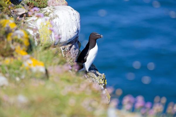 Razorbill Crawron Cliffs low res