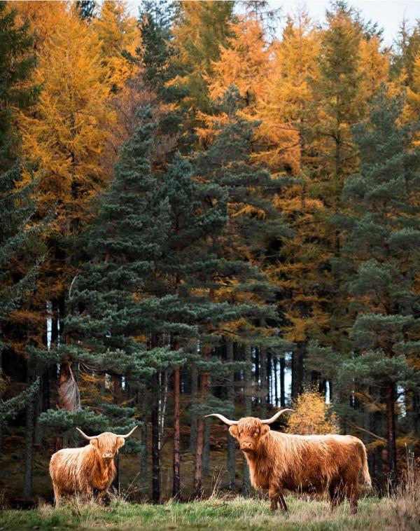 highland cow autumn2