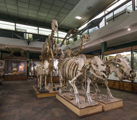 Zoology museum in Aberdeen